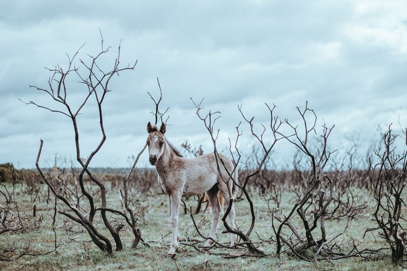 a pony among bare bushes on a cloudy day, new forest pony foal 4k