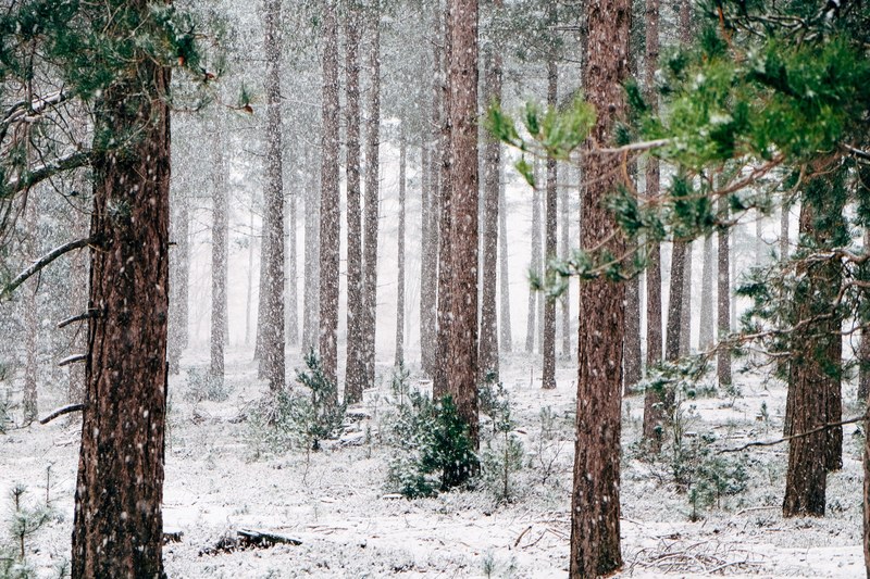 snow falling in an evergreen forest, snow falling in a forest 4k
