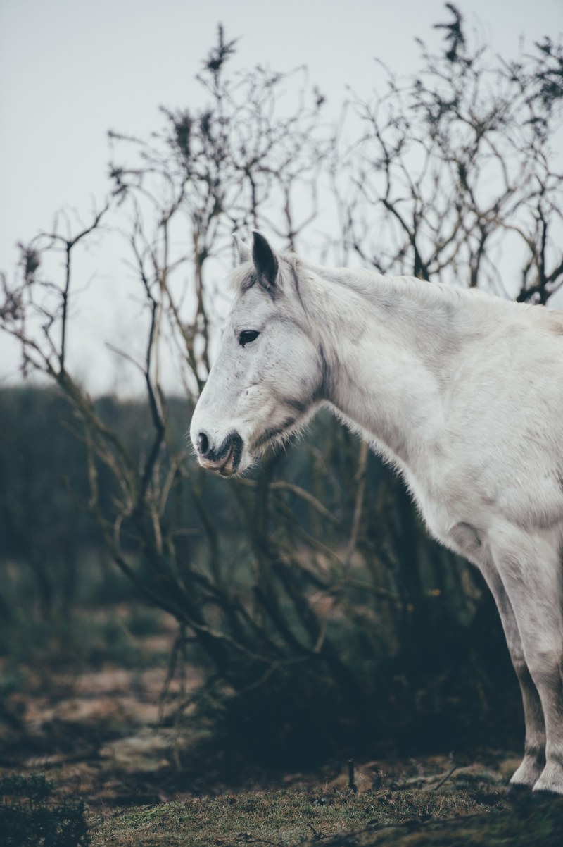 a white animal, _white animal 4k
