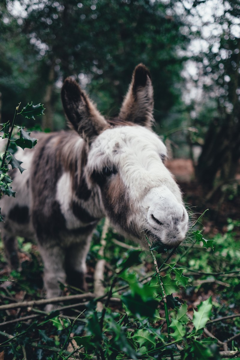 a white and brown donkey nibbling on holly leaves, pony eating holly 4k