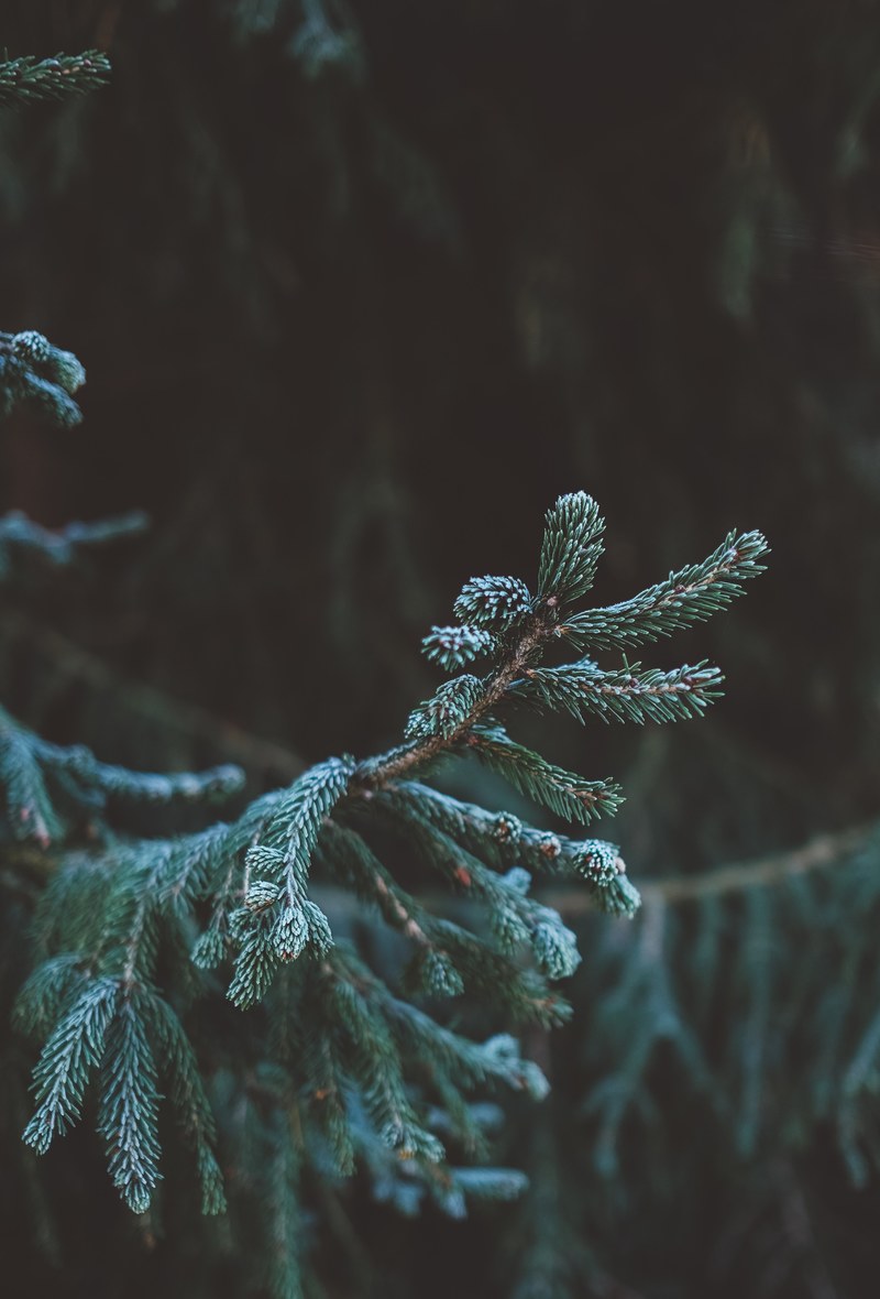 pines and needles 4k