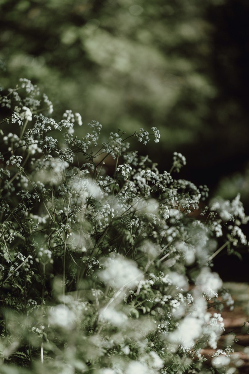 countryside tones 4k