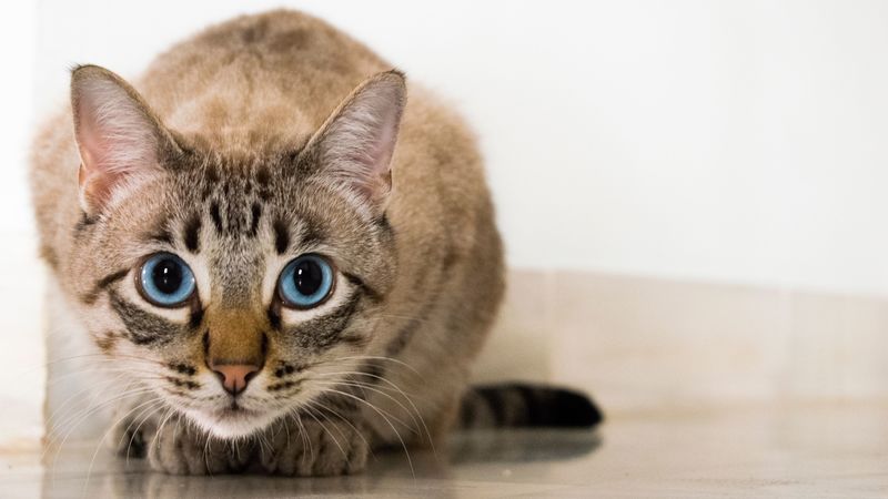 cat, blue-eyed, glance, 4k