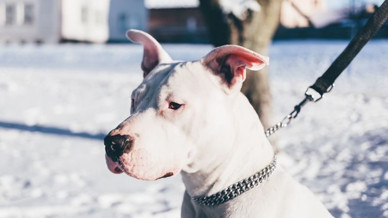 dog, white, shepherd, collar, leash, 4k