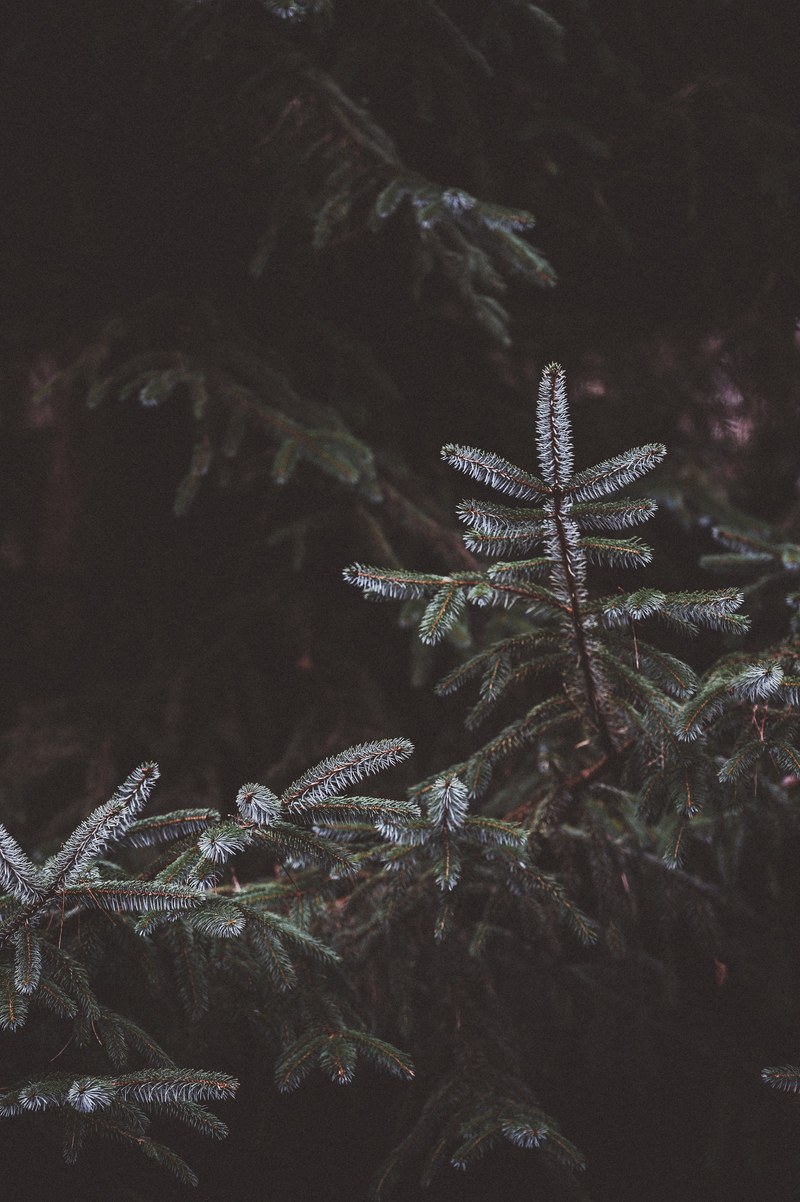 fir spruce pine 4k