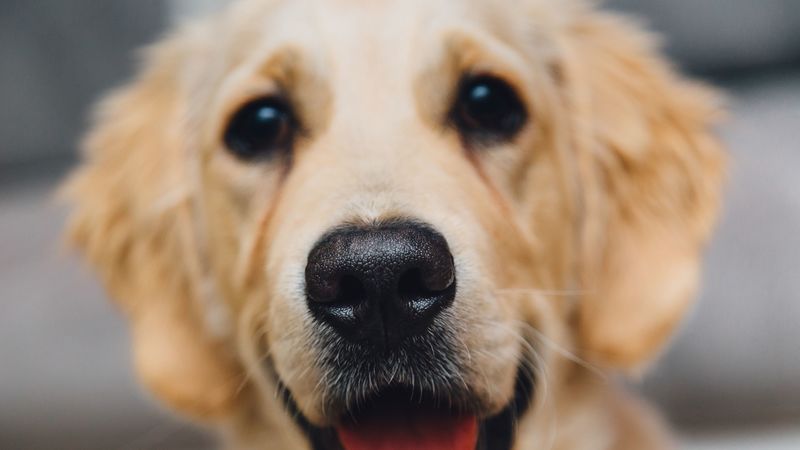 golden retriever, dog, puppy, muzzle, 4k