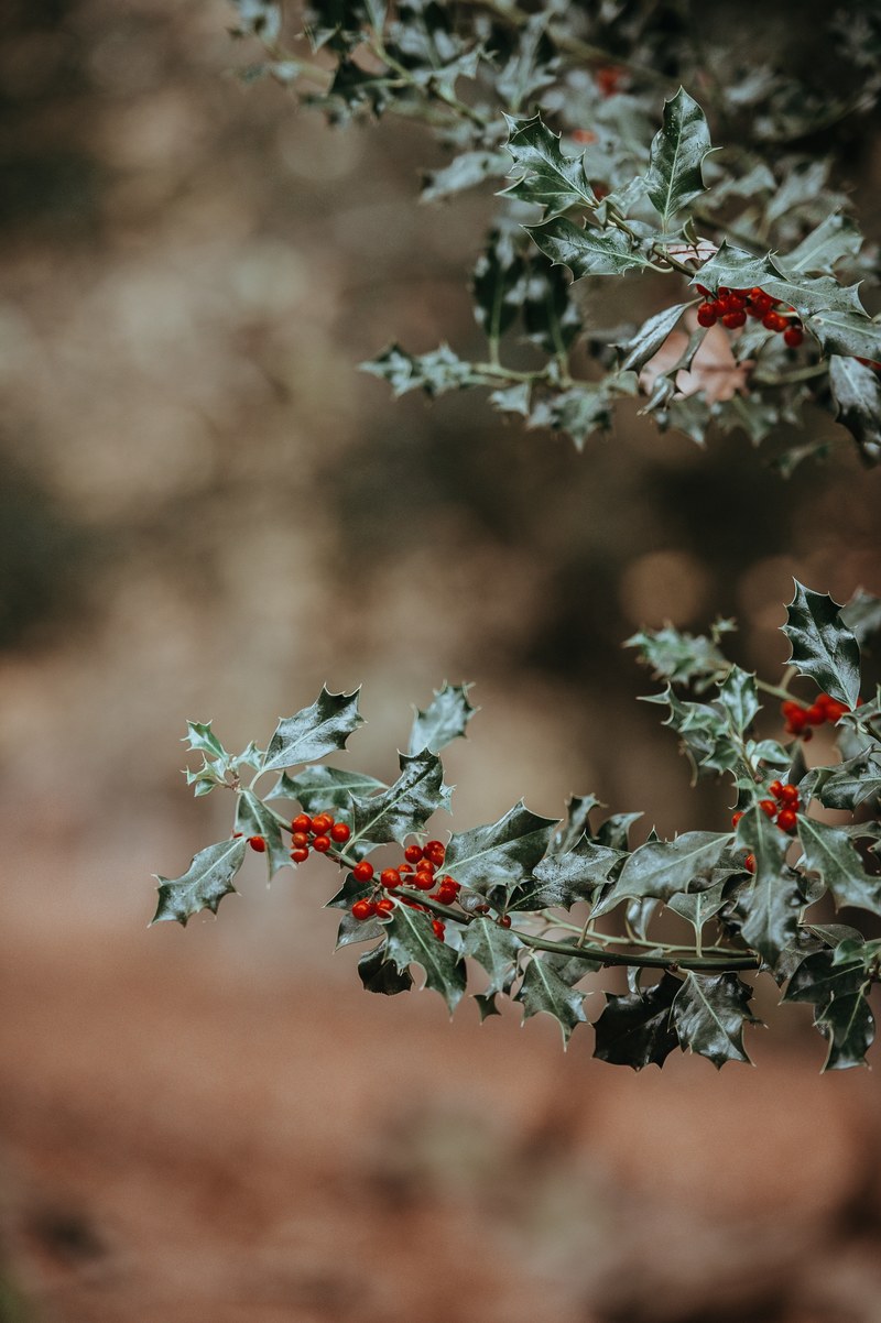 holly with blank space 4k
