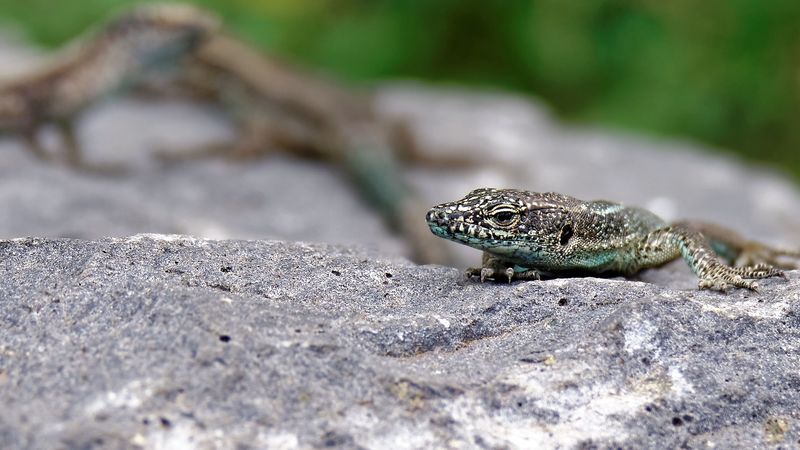 lizard, rock, reptile, crawl, 4k