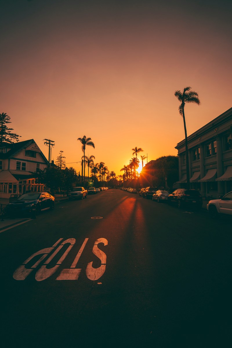 tree sunset sun and palm tree hd, 4k