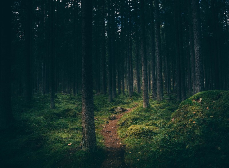 a narrow footpath in a dark forest in gvle, lost in the wilderness 4k