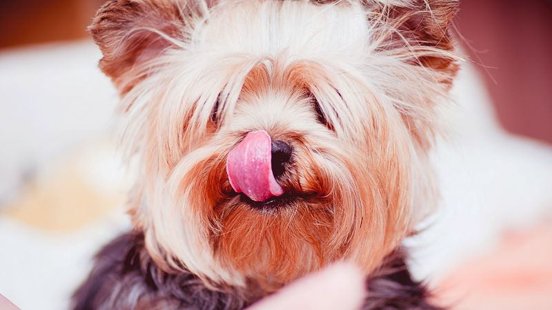 yorkshire terrier, dog, licked, 4k