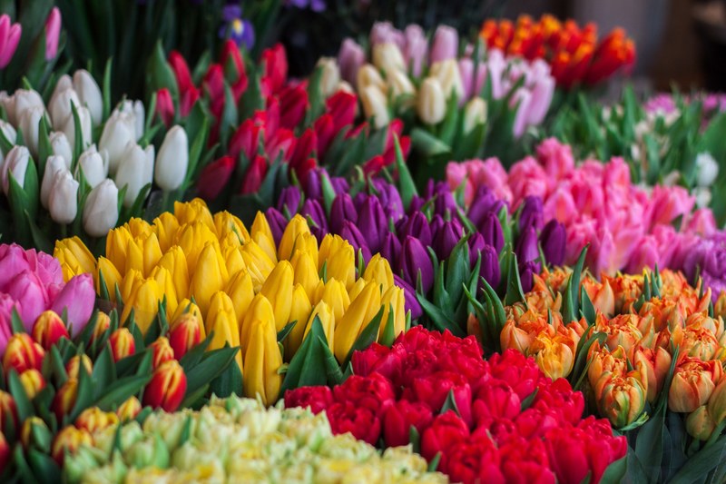 colorful tulip bouquets at flower stall in spring strysky i rynok, tulips 4k