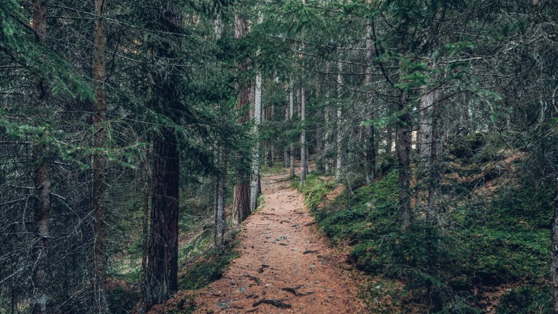 a dirt path through a forest of evergreen trees in umhausen, evergreen 4k