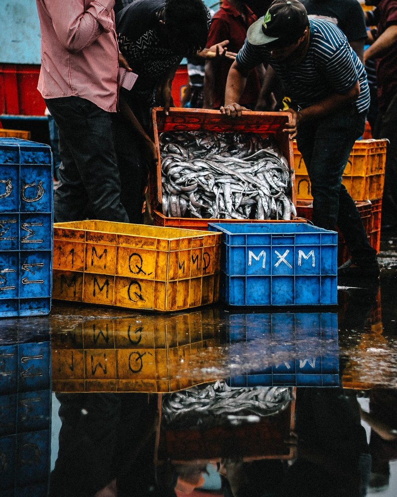 people pouring caught fish into a plastic crate, fresh catch at a fish market 4k