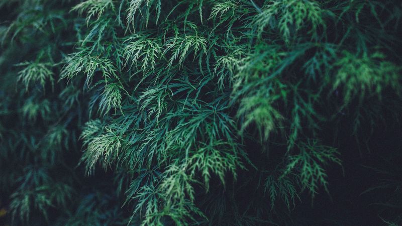 plant, leaves, green, 4k