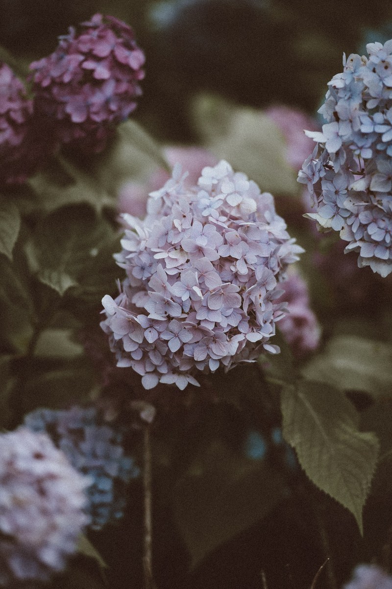 pale pink hydrangea 4k