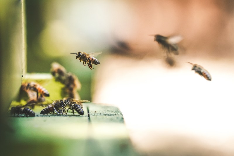 busy bees 4k