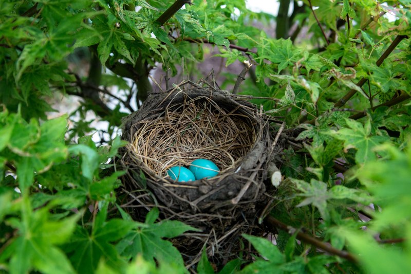 nest egg birds nest and turquoise 4k
