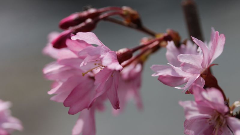 sakura, blossom, branch, flower, 4k