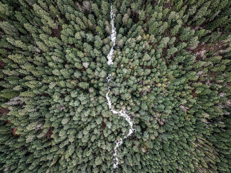 lost in the forest 4k