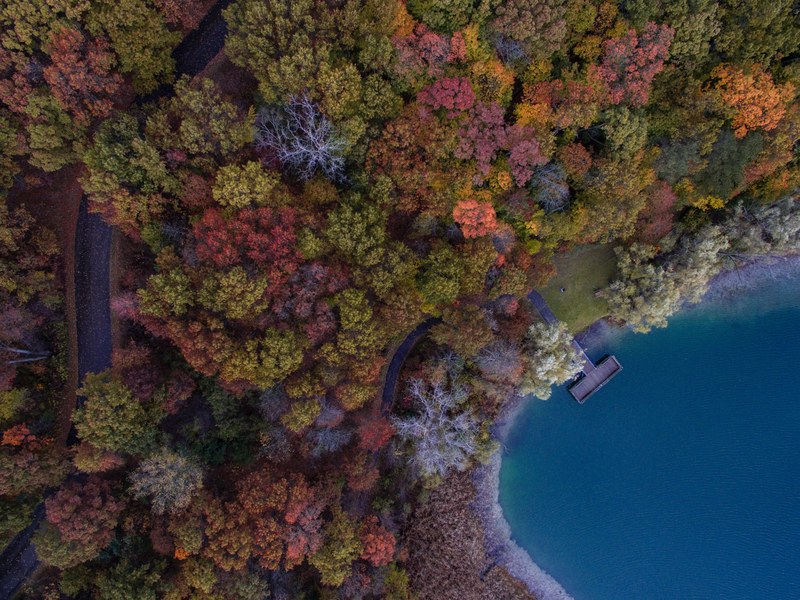 aerial view tree woodland and forest 4k