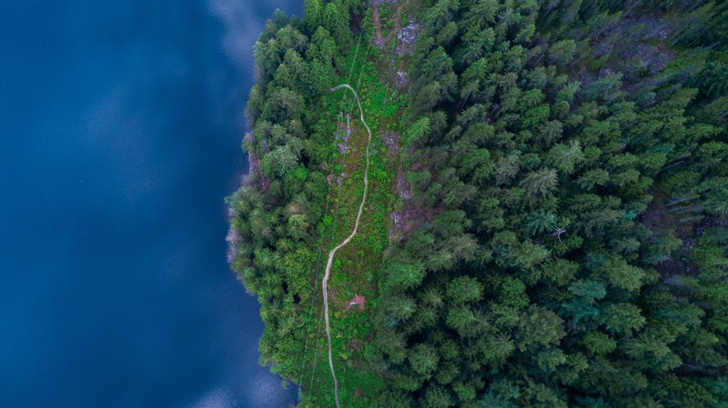 aerial view tree forest and woodland 4k