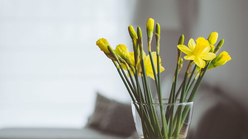flowers, vase, bouquet, 4k