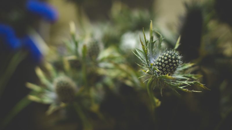 flowers, thorns, blur, 4k