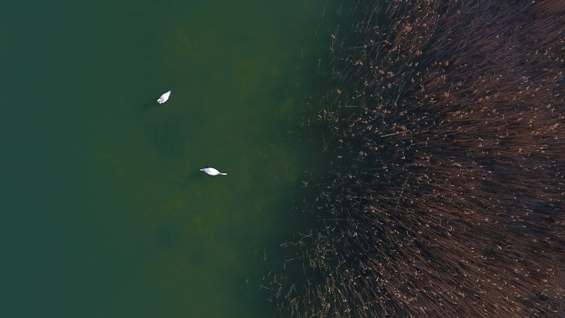 swans 4k