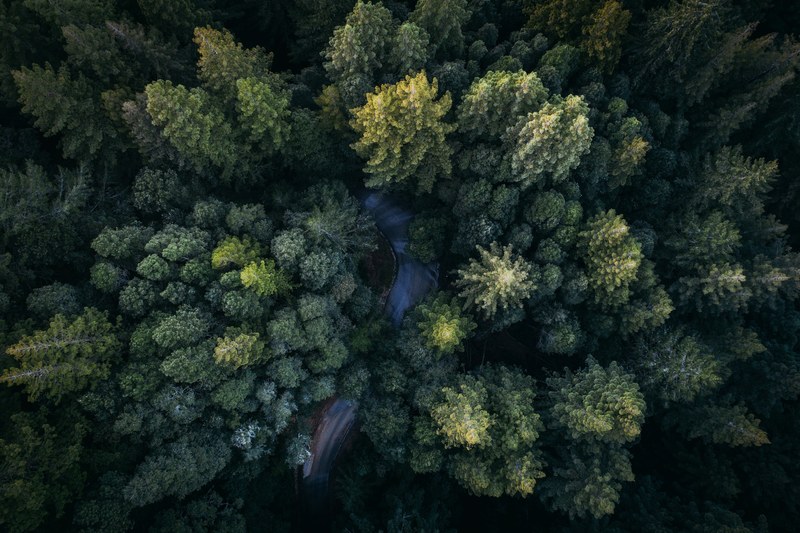 a drone shot of a curve in a road among coniferous trees, winding road 4k