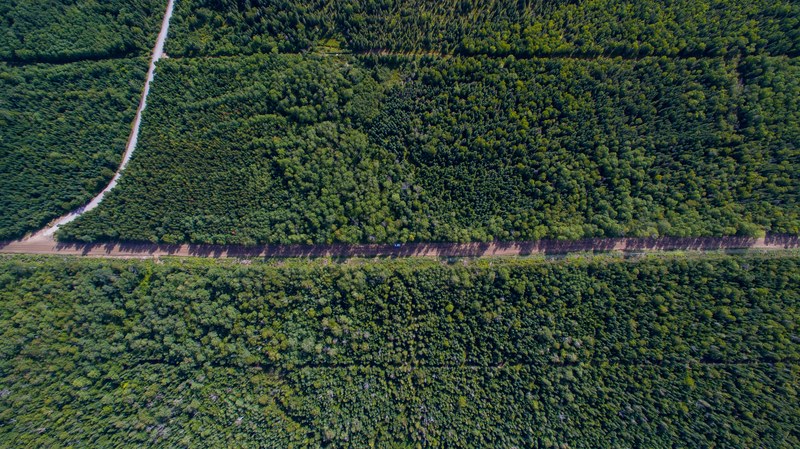 a drone shot of a straight road surrounded by dense woods, quebec wilderness from the sky 4k