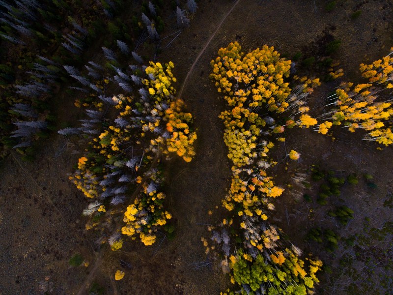 a drone shot of clumps of yellow leaved trees in silverthorne, aerial view of yellow trees 4k