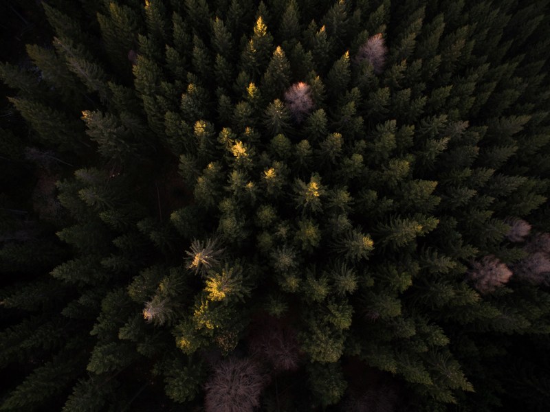 a drone shot of an evergreen forest with several dead trees, dead trees in a forest 4k