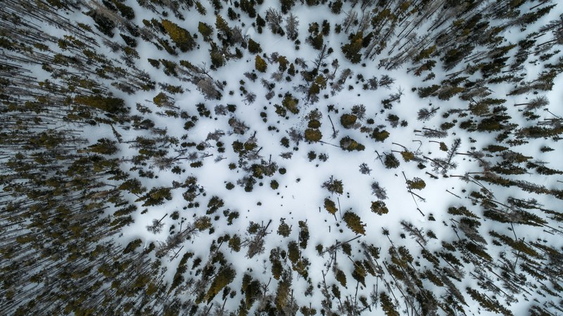 a drone shot of a forest with scattered evergreen trees in the snow, getting lost 4k