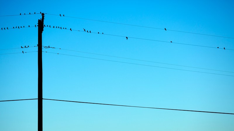 birds sit on telephone wires against a blue sky, birds on wires 4k