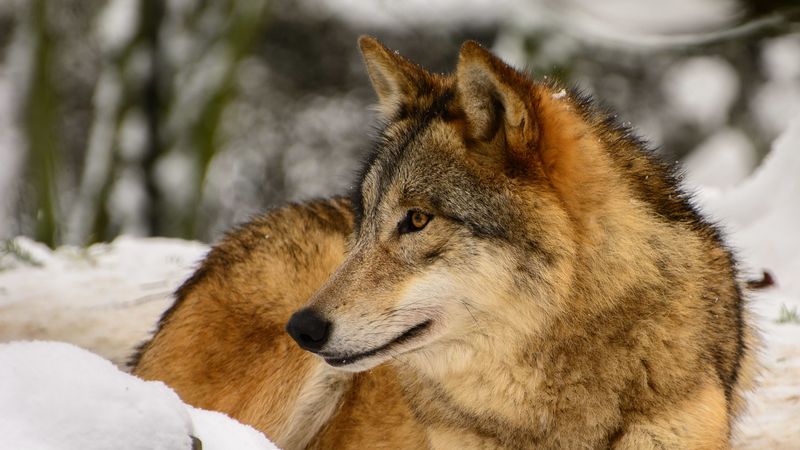 wolf, profile, predator, 4k