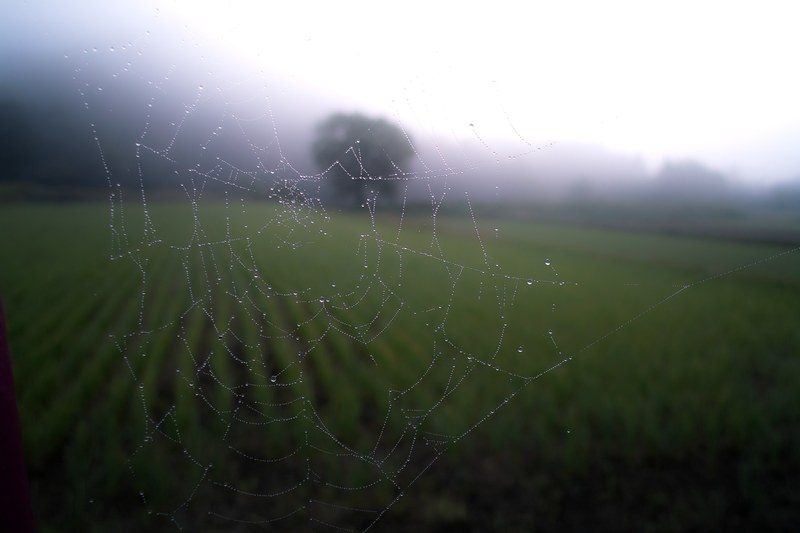 a spiderweb covered with tiny droplets of water against a backdrop of a green field, droplets on a spiderweb 4k