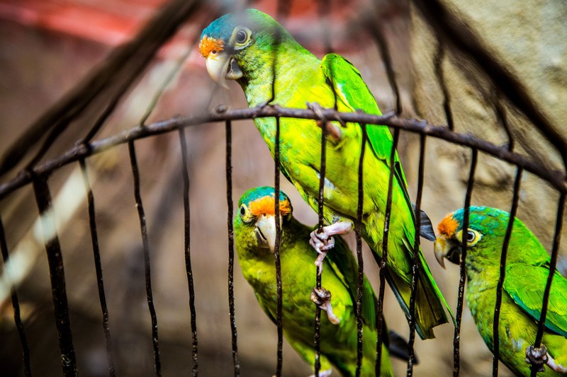 three green parrots hanging by their talons on a birdcage, 3 fly 4k