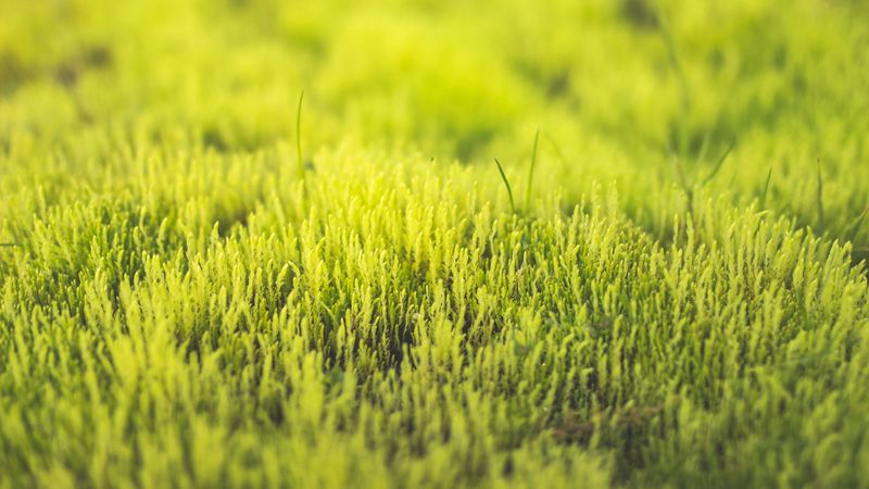 grass, green, close-up, 4k