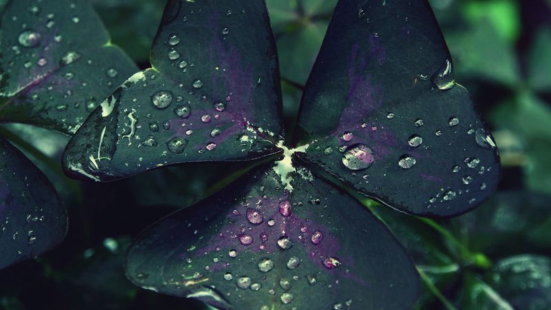 leaf, drops, dew, moisture, macro, 4k