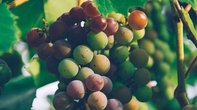 vines, branch, harvest, 4k