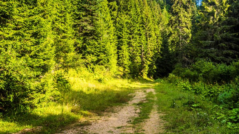 road, forest, path, sky, 4k