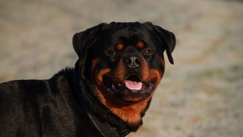 rottweiler, dog, muzzle, collar, 4k
