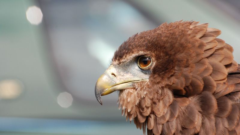 eagle, beak, bird, feathers, predator, 4k