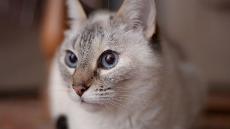 cat, muzzle, blue eyes, 4k