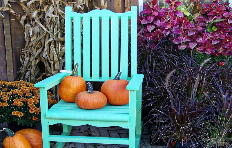 pumpkin display 4k