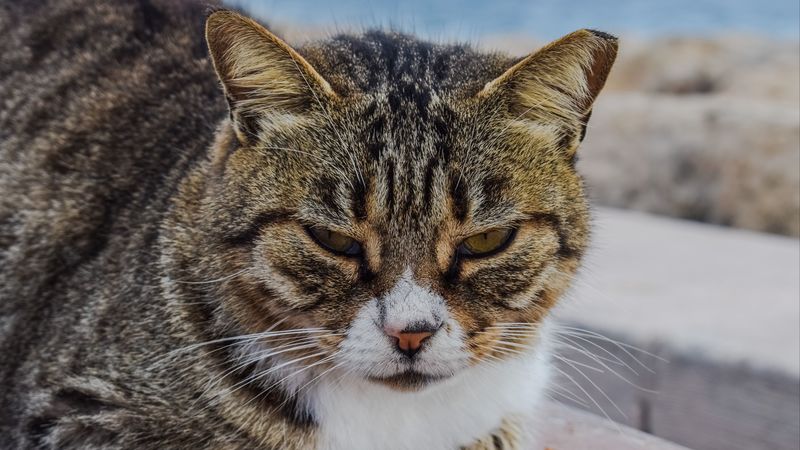 cat, muzzle, striped, glance, 4k