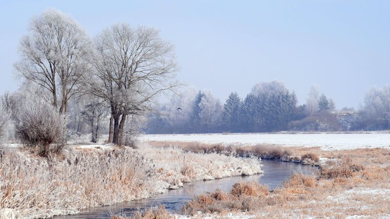 forest, winter, trees, 4k