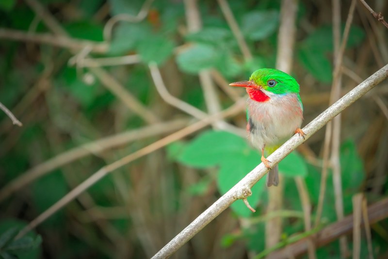cuban national bird 4k