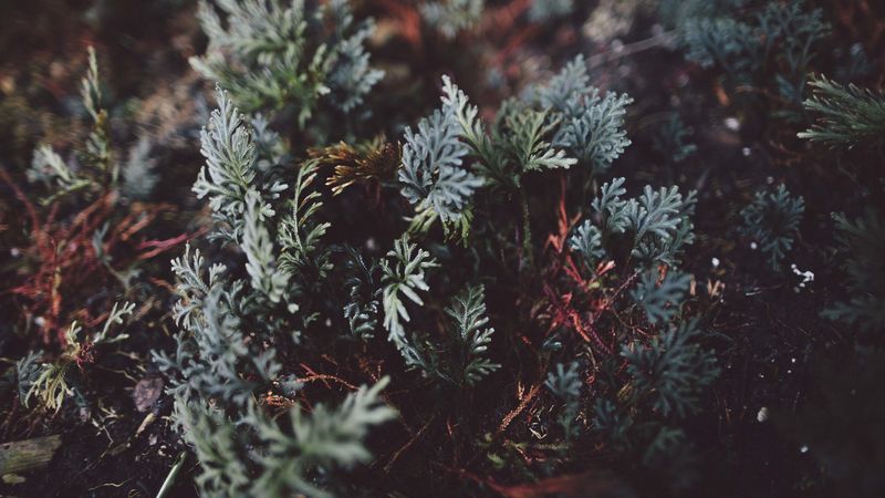 plant, leaf, close-up, 4k